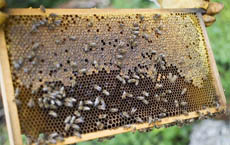 Ambiente: Coldiretti, dimezzate le api, a rischio coltivazioni