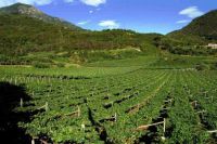 Netafim alla conferenza tecnica viticolo-enologica di Alba