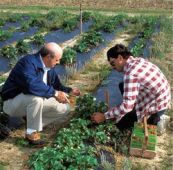 Per il Consiglio di Stato Agrotecnici sempre equipollenti nei concorsi pubblici