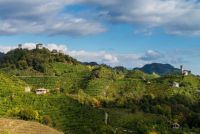 Viticoltura del Conegliano Valdobbiadene